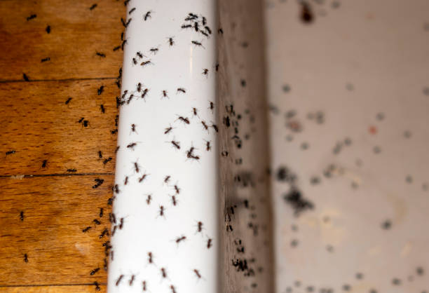 Best Pest Control for Restaurants  in Lansing, KS