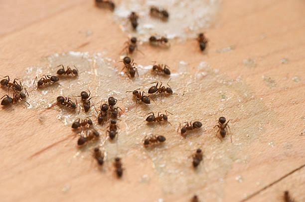Best Exterminator Services  in Lansing, KS